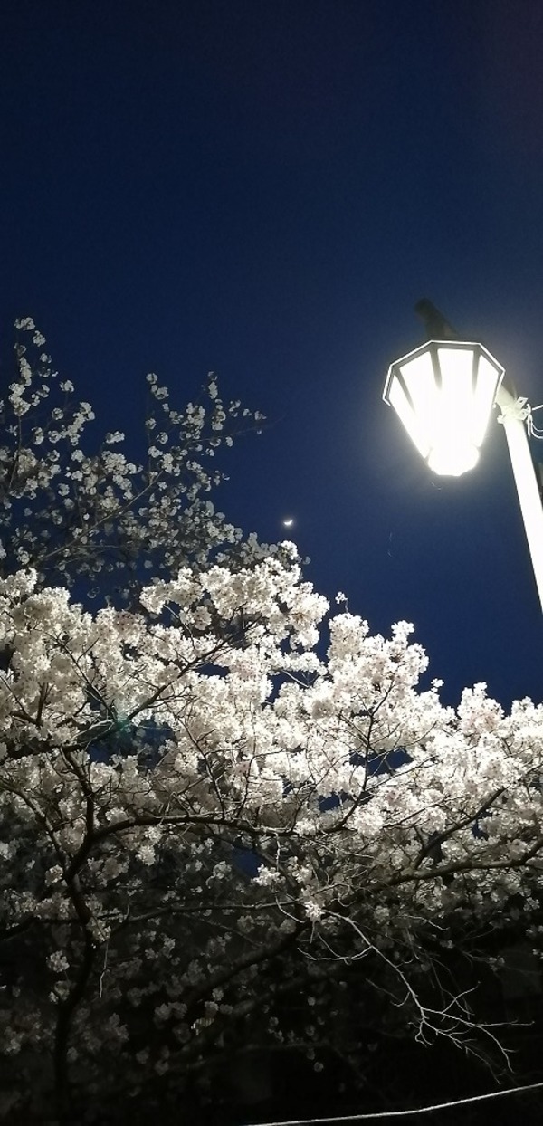 行畑　行事神社参道の夜桜